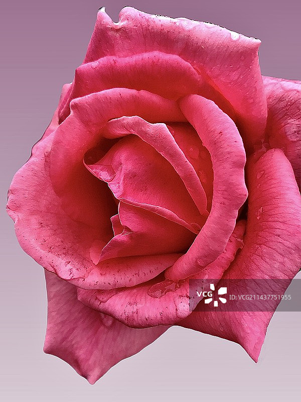 粉红色玫瑰花的特写镜头，雨天水珠图片素材