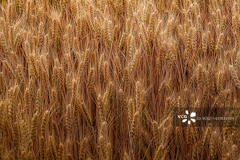 小麦麦穗特写图片素材