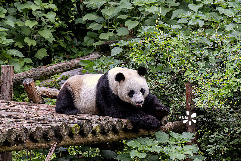 南京红山森林动物园的大熊猫图片素材