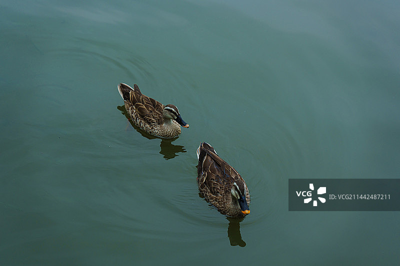 两只小鸭子在西湖中游泳的高角度视图图片素材