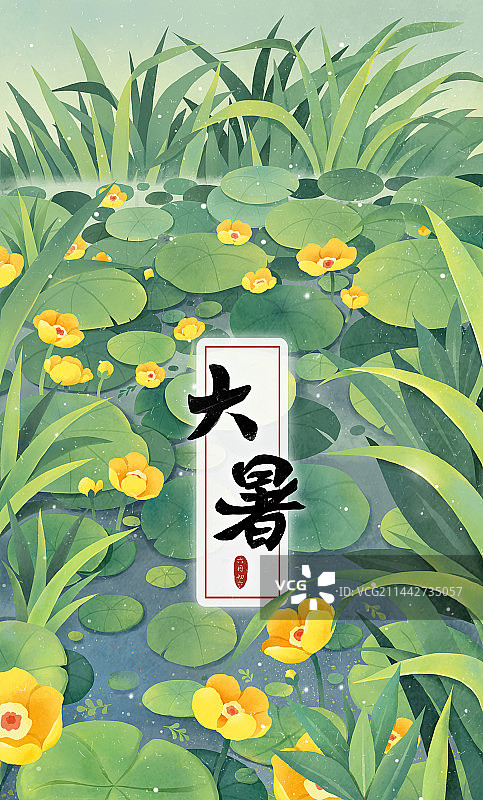 大暑节气插画池塘里的盛开的黄金莲竖版.图片素材