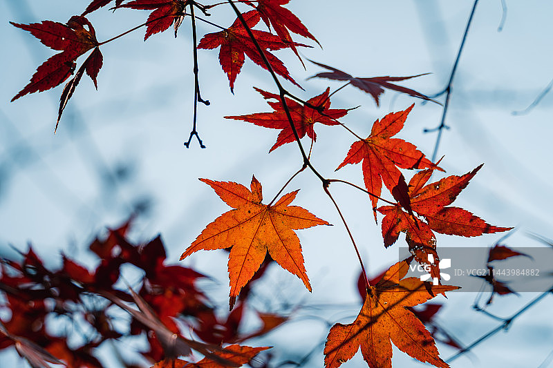秋天的红叶枫叶图片素材