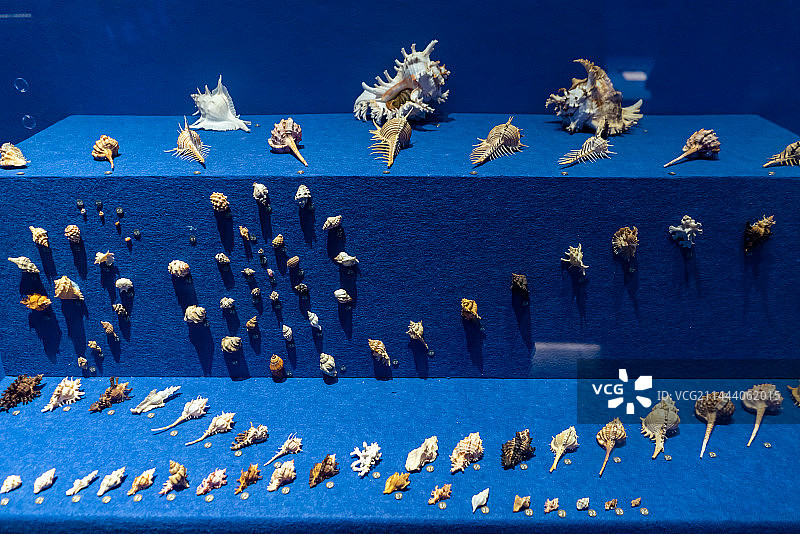 中国海洋生命主题，山东济南市博物馆，玻璃柜子各种各样海螺扇贝贝壳软体动物彩色的躯壳，室内无人图像摄影图片素材