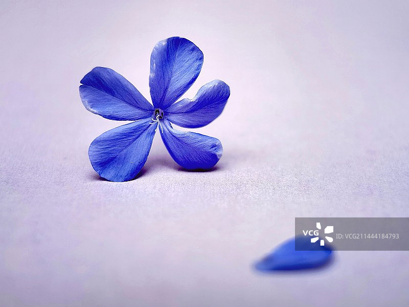 蓝色开花植物蓝雪花特写镜头图片素材