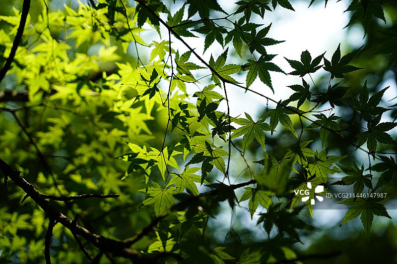 鸡爪槭的绿叶光影背景图片素材