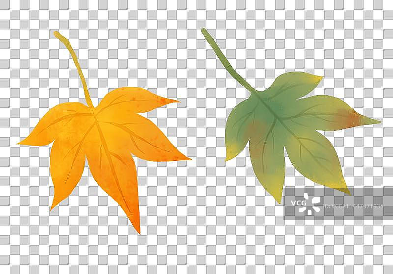 秋天节气插画元素五颜六色的树叶枫叶图片素材