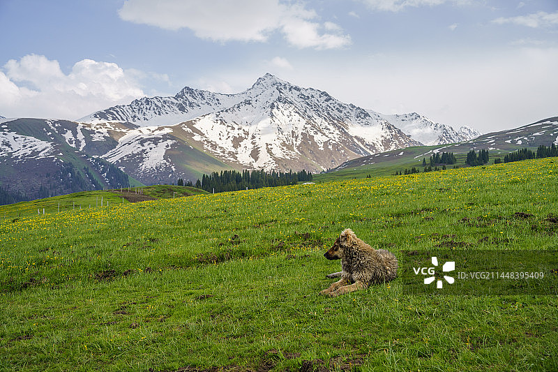 新疆伊利唐布拉草原仙女湖的狗子和雪山图片素材