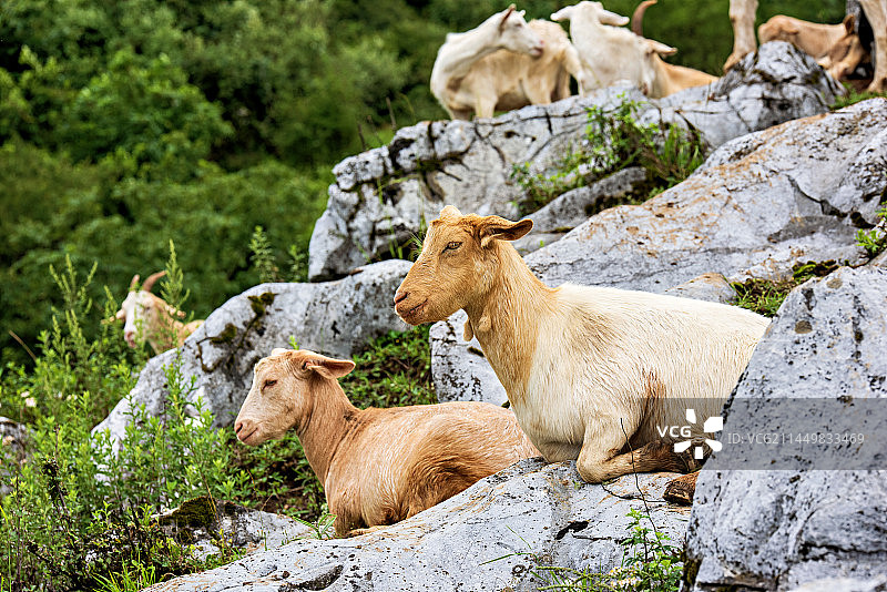 秦岭山上的羊群图片素材
