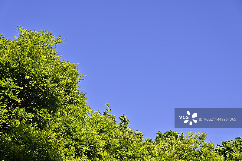 晴朗蓝天下的树林树冠低视角视图图片素材