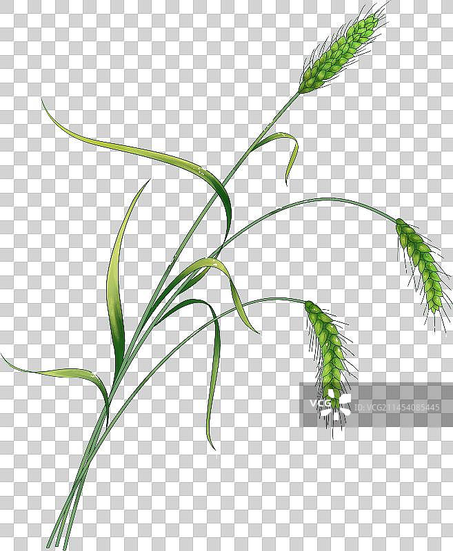 植物小麦图片素材