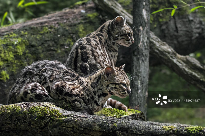 野猫(Felis wiedii)一对生活在森林里的夜行猫，原产于中南美洲图片素材