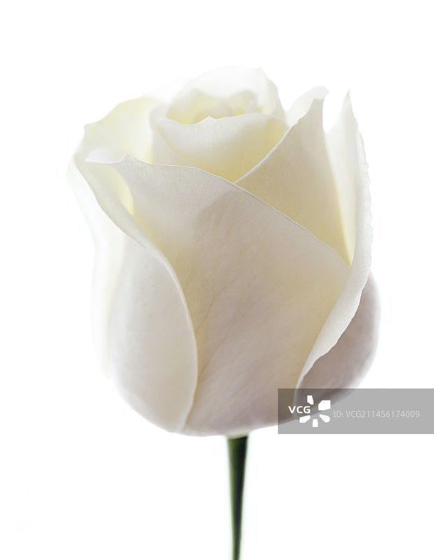 白玫瑰(蔷薇)图片素材