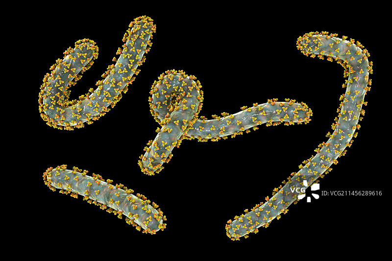 马尔堡病毒，插图图片素材