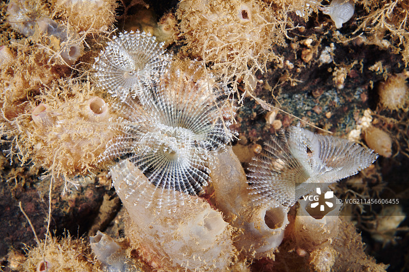 多毛纲海洋蠕虫图片素材