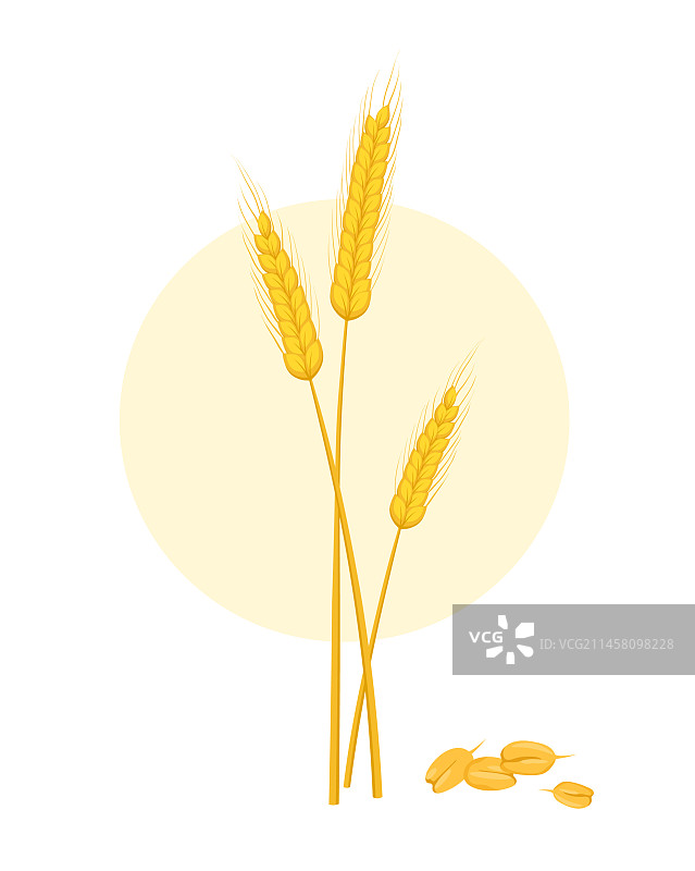 谷物穗概念图片素材