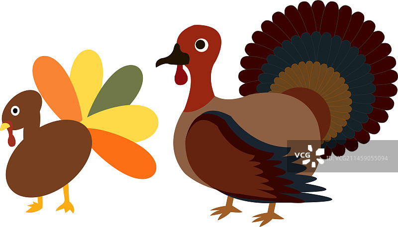 感恩节用两只火鸡母鸡感恩节图片素材