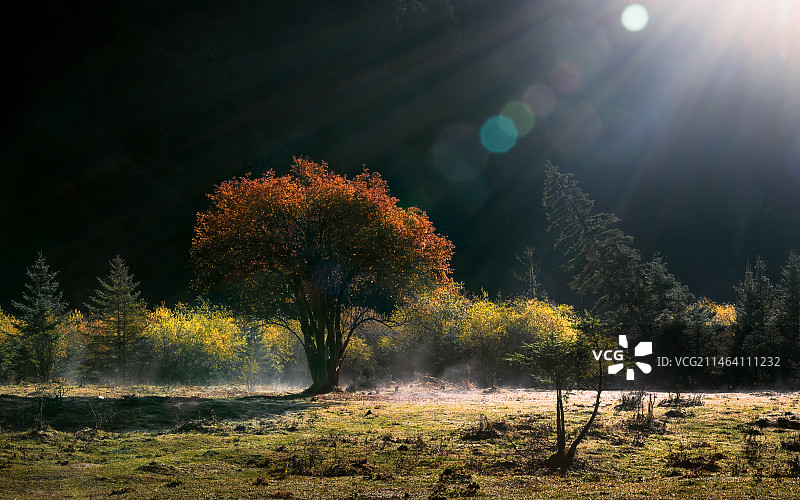 《晨光霜雾中的秋》图片素材