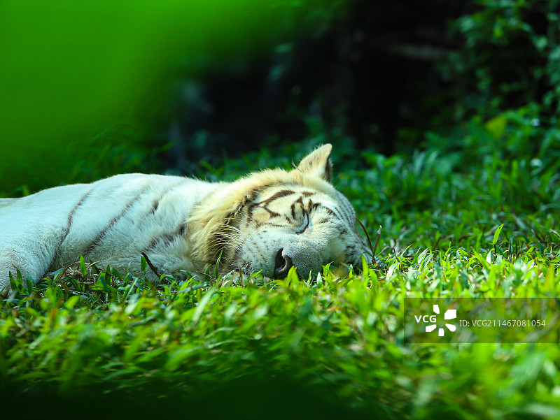 广州动物园实拍图片白虎图片素材