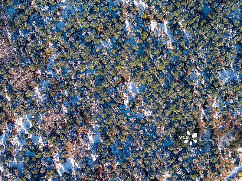 冬季植物园树林大雪图片素材