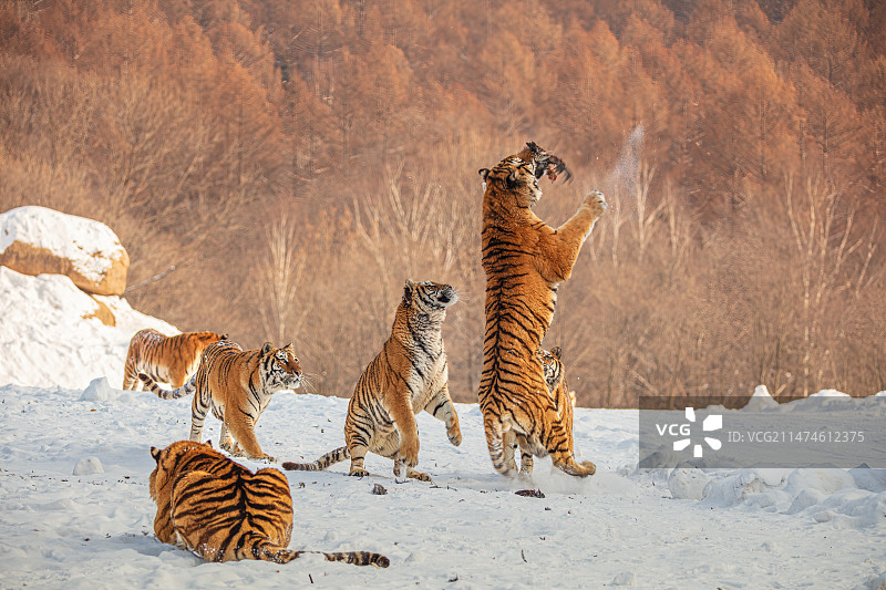 冬季牡丹江横道河子东北虎林园，一只老虎从雪地里高高跳起，身体垂直地面，咬食饲养员放飞的鸡图片素材