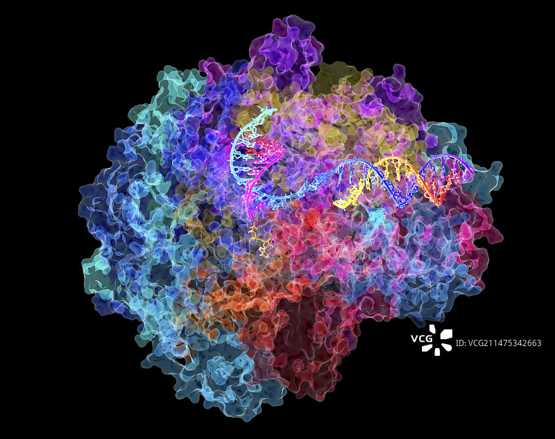 RNA聚合酶II，图示图片素材
