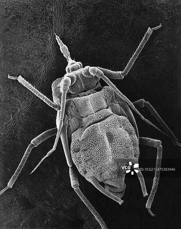 蚜虫在豆叶上，扫描电镜图片素材