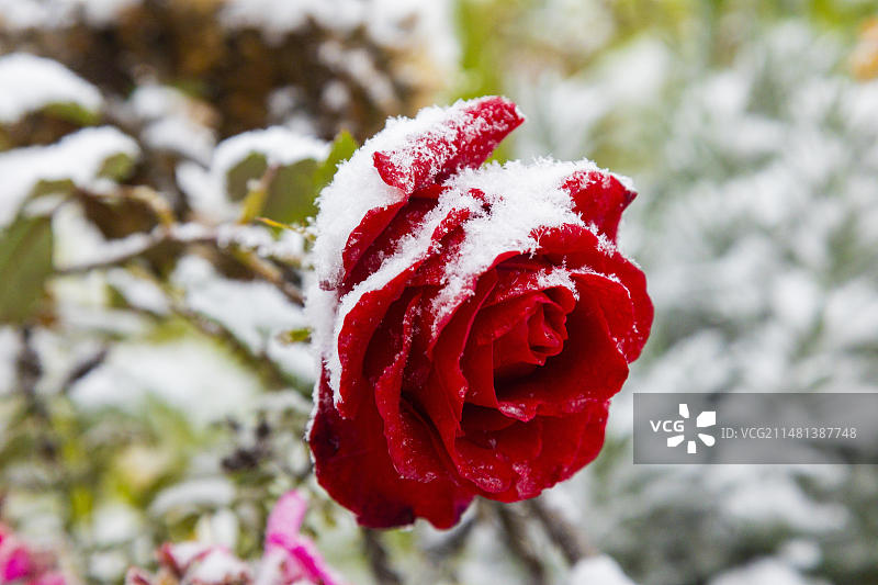 萨克森州入冬，今年的第一场雪，雪白的玫瑰花瓣图片素材