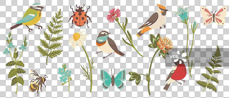 画鸟、植物和昆虫图片素材