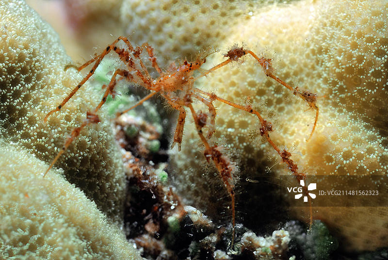 红色蜘蛛蟹(Achaeus spinosus)，长而细的腿像蜘蛛一样在小珊瑚石珊瑚(Acropora)的珊瑚虫上奔跑，产自红海，埃及，非洲图片素材