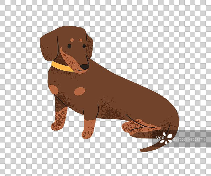 可爱的腊肠犬的小狗繁殖有趣的香肠狗图片素材