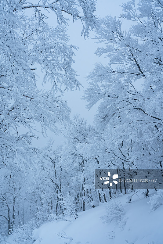 大雪覆盖的森林图片素材