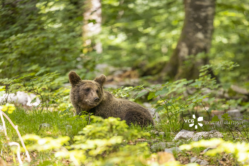 斯洛文尼亚，躺在草地上的棕熊图片素材