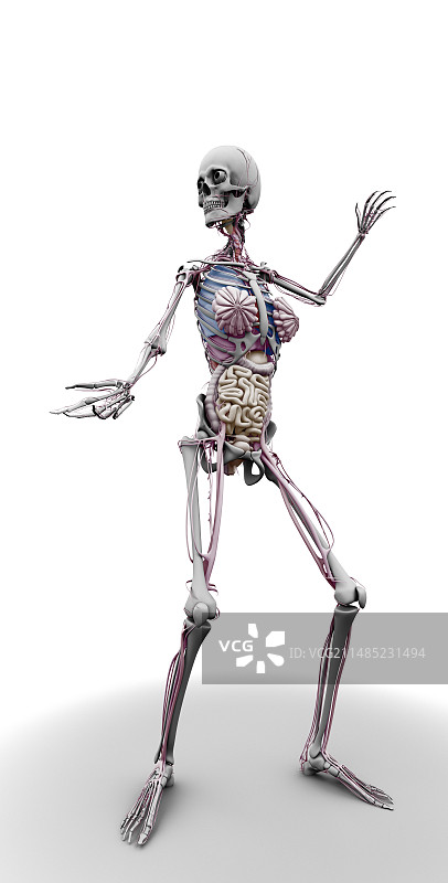 女性骨骼和器官，艺术品图片素材