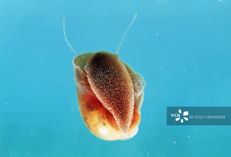 血吸虫病的蜗牛图片素材