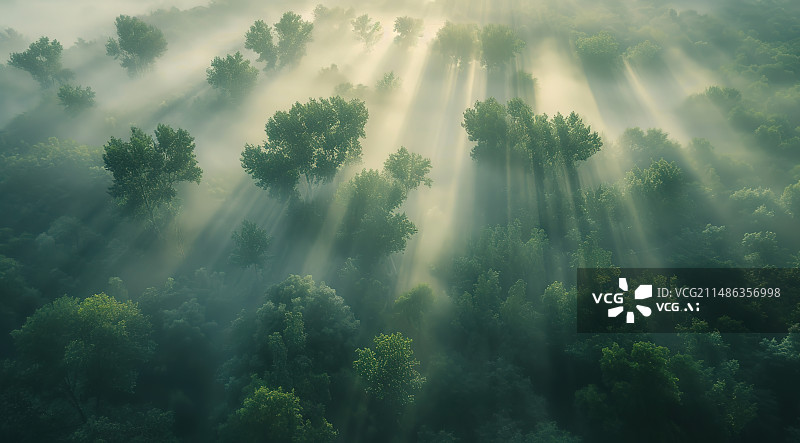 【AI数字艺术】航拍视角迷雾下的森林图片素材