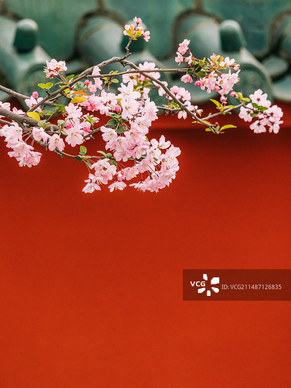 海棠花红墙青瓦图片素材