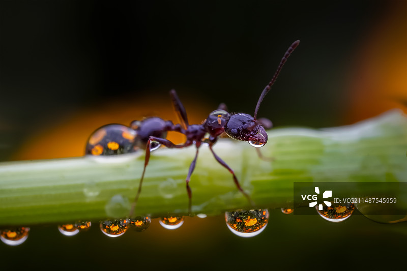 微观奇迹：蚂蚁行者与花卉的珠光掠影图片素材