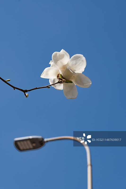 蓝天背景下的春天盛开的白玉兰和路灯图片素材
