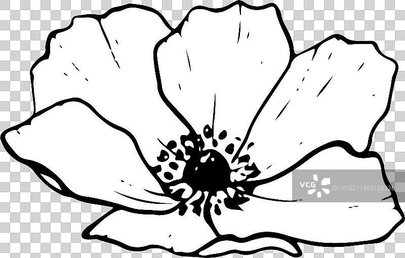 海葵春花在黑色白色的田野罂粟图片素材