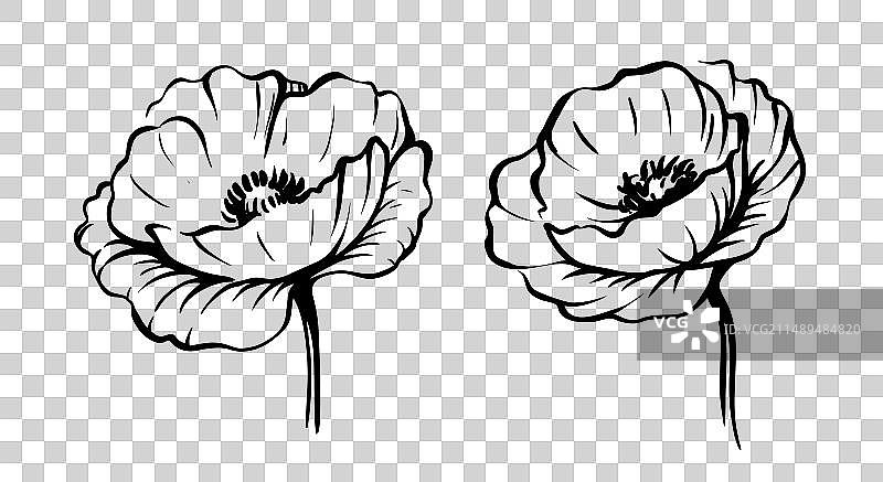 罂粟素描艺术单色花图片素材
