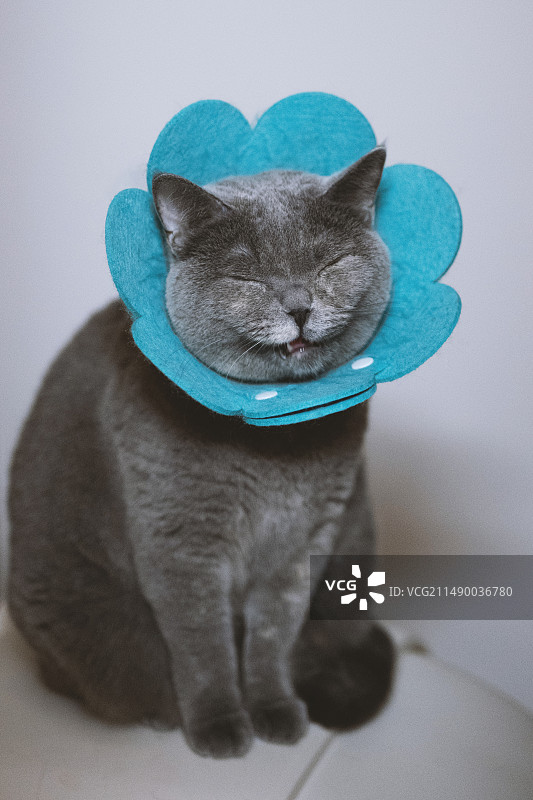 英国短毛蓝猫因为喜欢玩水，导致皮肤有些患上猫癣皮肤病，身体痒一直去挠，所以戴上伊丽莎白宠物项圈保护它图片素材