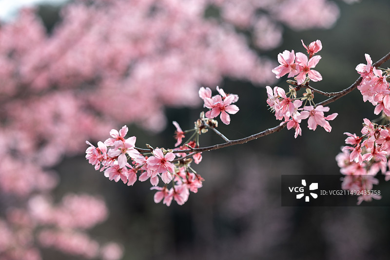 春天盛开的粉色樱花图片素材
