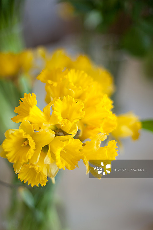 hyacinth in yellow图片素材