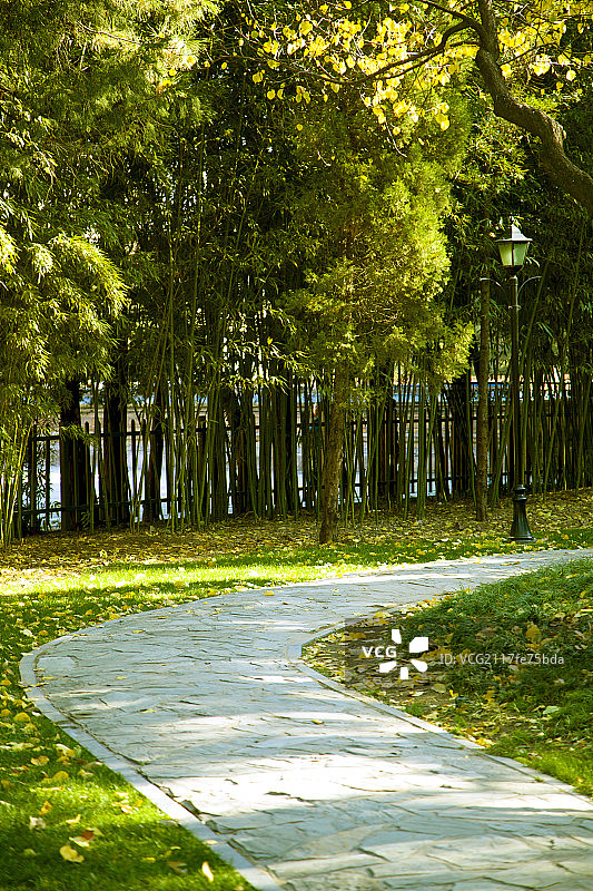 石板路穿过落满黄色银杏叶的绿色草地和竹林图片素材