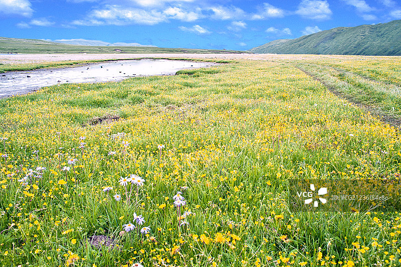 鲜花盛开的大草原图片素材