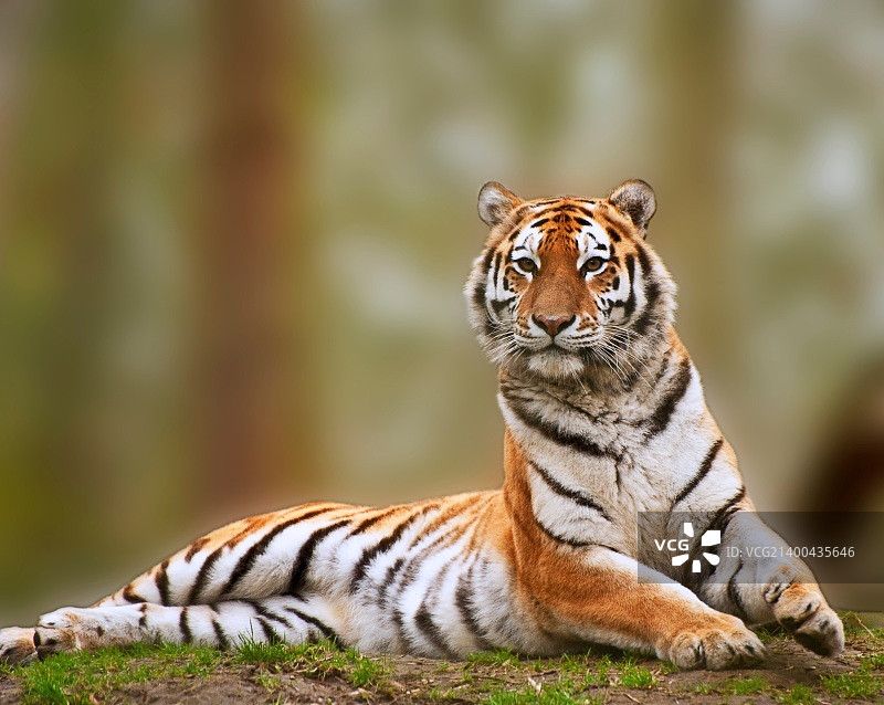 美丽的老虎笔直地坐着，机警图片素材