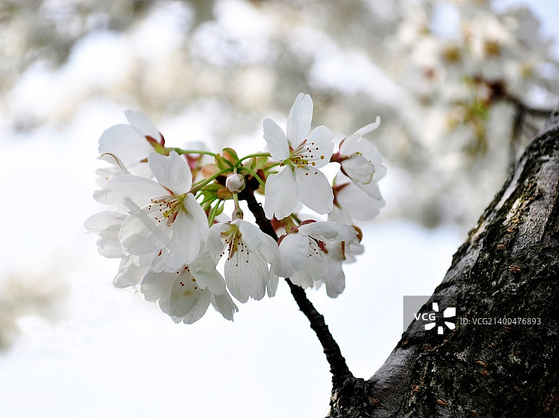 白色的苹果树花，靠近图片素材