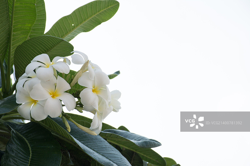 晴空下白色开花植物的特写镜头图片素材