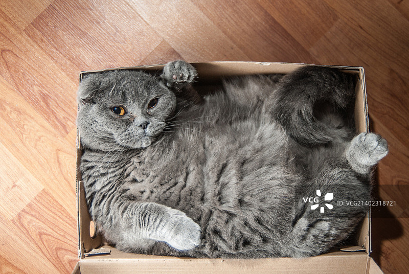 盒猫图片素材