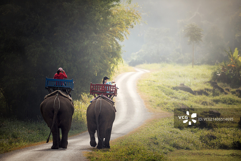 大象在老挝北部的丛林中跋涉图片素材